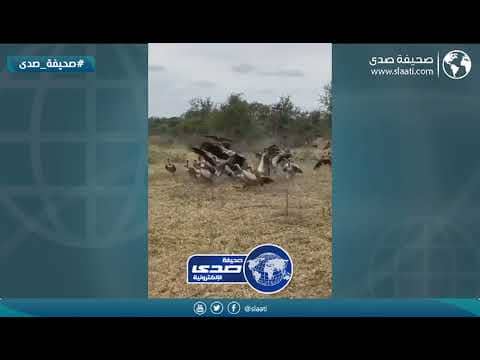 الإفتراس والبقاء للأقوى