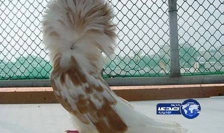 رجل أعمال يشتري حمامة مقابل 400 ألف دولار