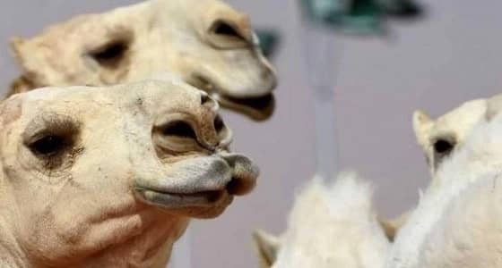 500 ألف ريال غرامة مالية على شد شفاه الإبل 