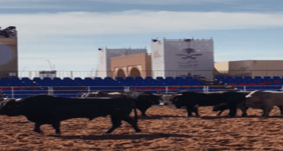 بالصورة.. تجهيز حلبات ومدرجات مسابقة ركوب الثيران بنادي الإبل