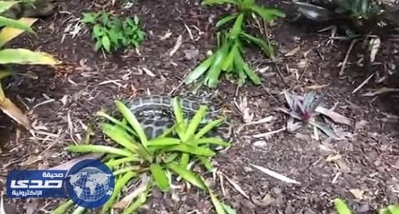 بالفيديو.. أفعى تفقد جلدها عقب ابتلاع حيوان ضخم