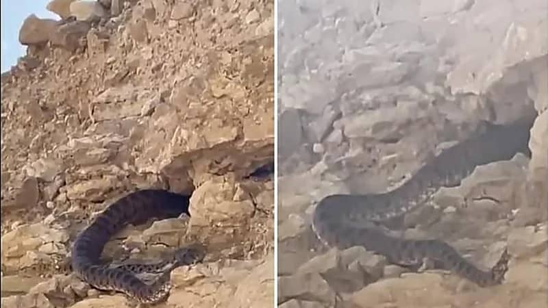 شاهد.. لحظة تجول ثعبان من الهوام الضخم بين الصخور في الرياض