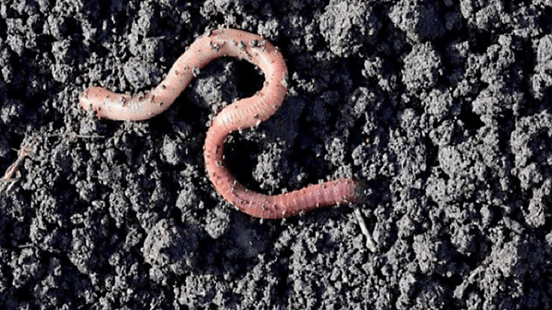 مهندس فرنسي يطلق تحذيرًا من انقراض "دودة الأرض"