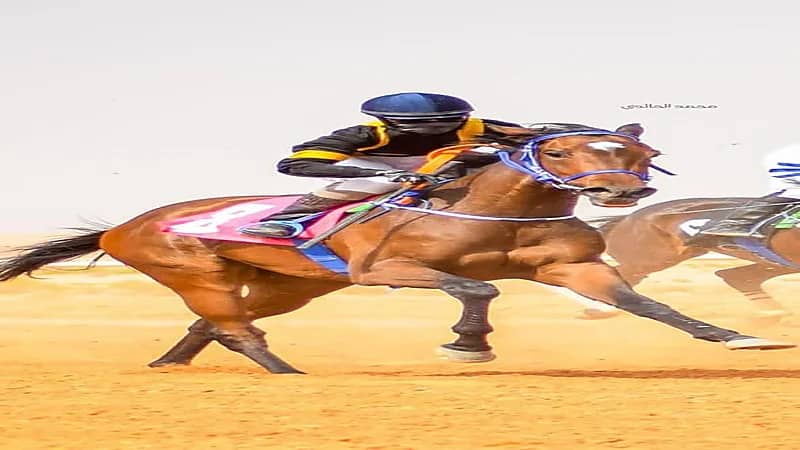 أول فارسة سعودية تروي تفاصيل حصولها على رخصة "خيال" من ميدان الجنادرية