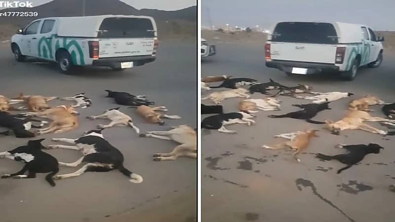 شاهد.. لحظة التخلص من كلاب ضالة ومسعورة بشوارع جدة بعد مصرع طفلة الواشلة