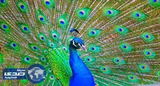 السخرية من قاضٍٍ هندي يدعي أن الطاووس يتكاثر بالدموع كالأبقار “ العفيفة ”