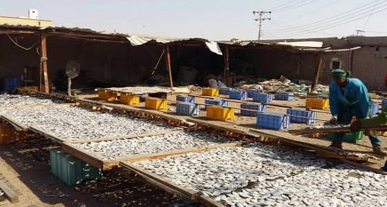 بالصور .. أمانة جدة تحبط توزيع 7 طن من الأسماك الفاسدة