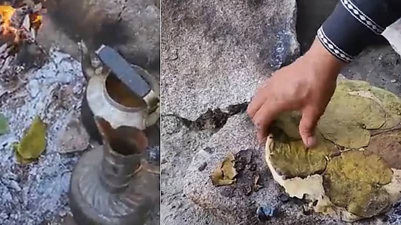 بالفيديو.. متنزهون يأكلون الأعشاب والأشجار التي تنبت في الصحراء