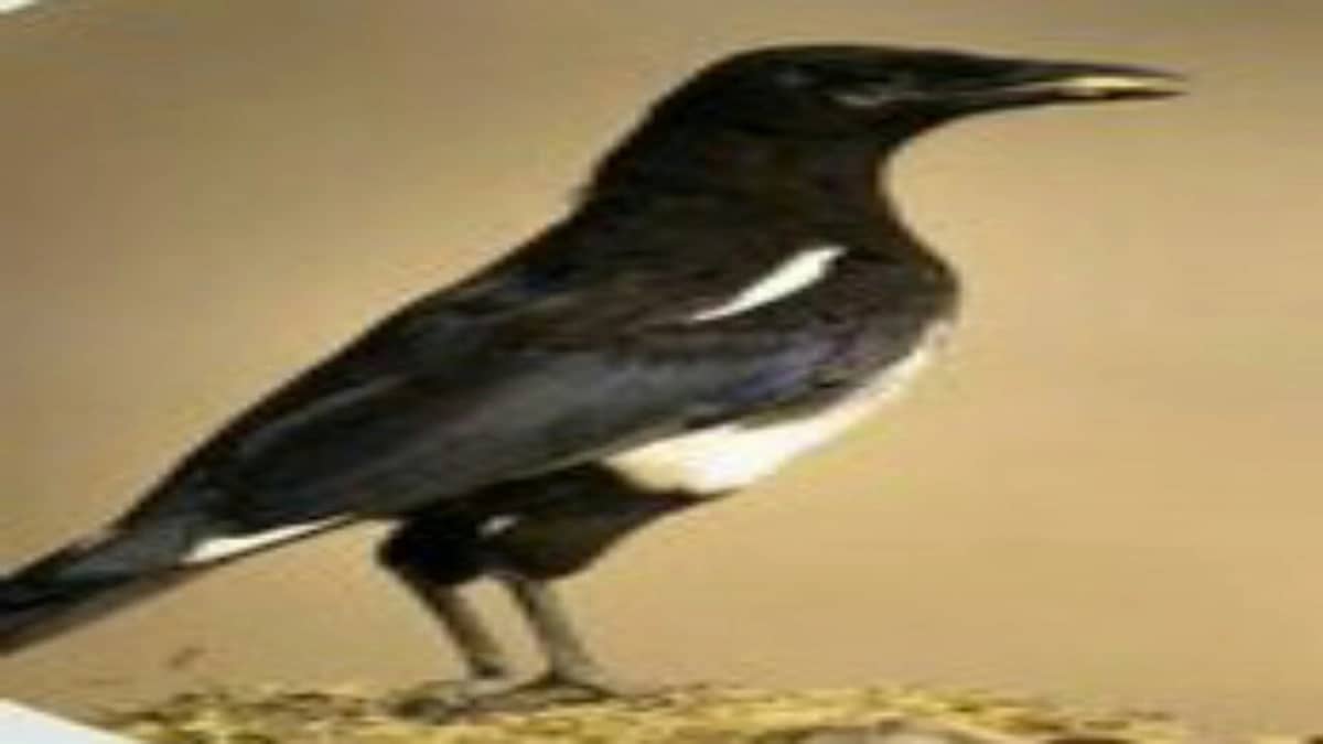 تعرف على الطائر الوحيد في العالم الذي يتخذ المملكة موطناً له