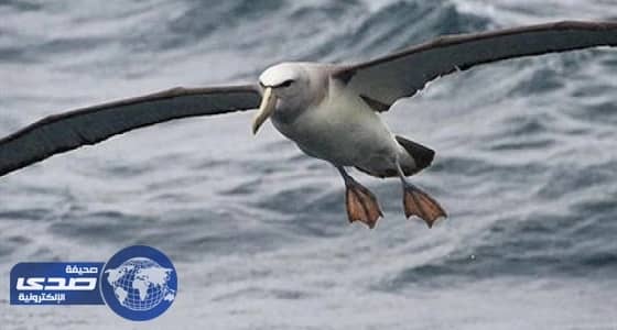 أعشاش صناعية لطائر القطرس الخجول في أستراليا لزيادة التكاثر