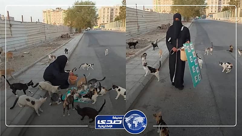 تجاوب مثير للقطط مع فتاة في جدة .. فيديو
