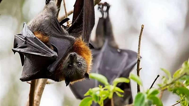 تسجيل أول إصابة بشرية بفيروس الخفاش دون علاج