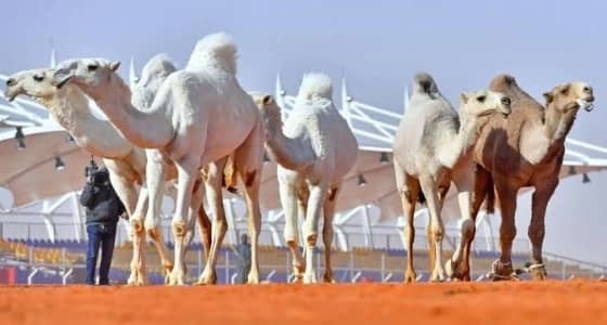 غدًا .. اختتام استعراض الفحل وإنتاجه في لون «الوضح»بمهرجان الملك عبدالعزيز للإبل