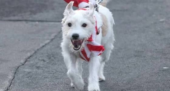 كلبة تحمل بطاقة عضوية للحزب الديمقراطي بألمانيا