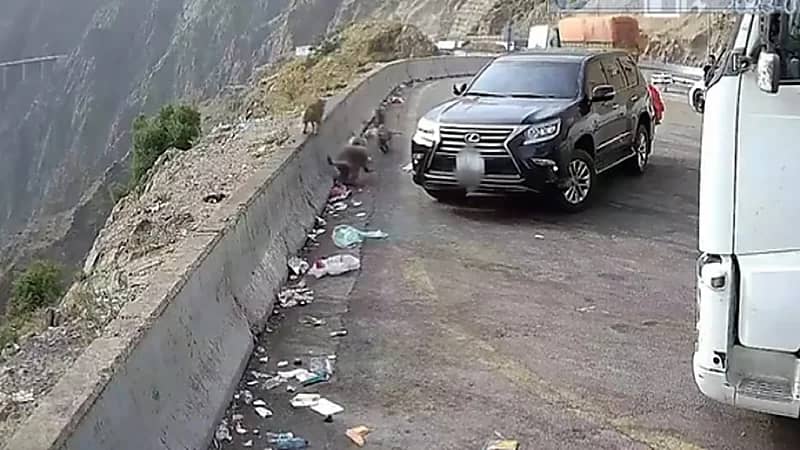 تغريم مواطن 500 ريال بسبب إطعامه لقرود البابون.. فيديو