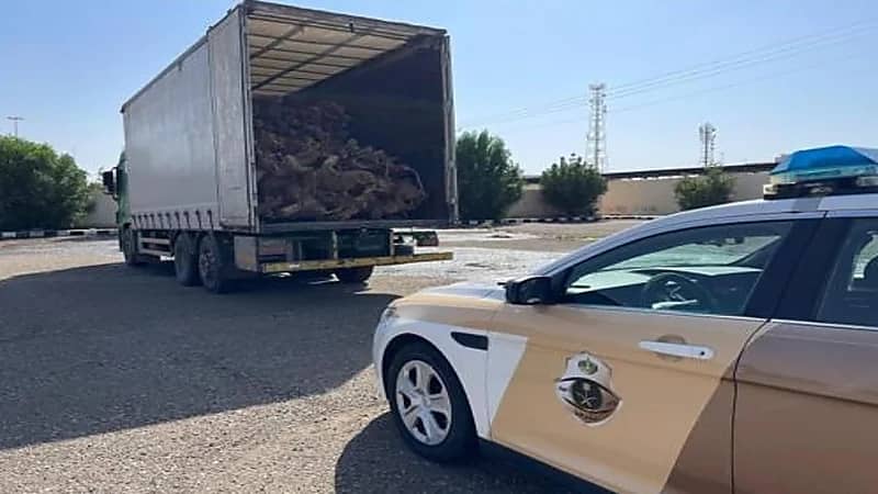 ضبط مخالفًا لنظام البيئة بالمدينة المنورة .. فيديو