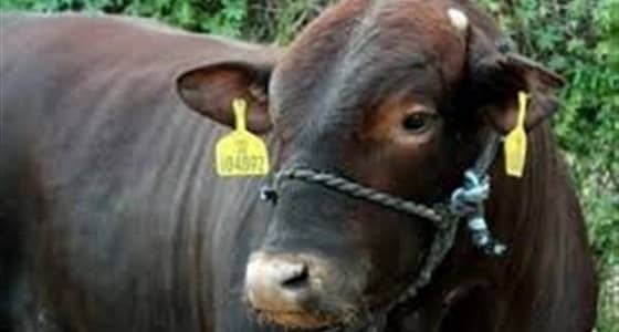 حادث مأسوي.. أضحية تقتل شخص وتصيب 9 آخرين في أول أيام العيد