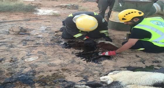 بالصور.. احتجاز 23 رأسا من الأغنام بمادة القار بعرعر