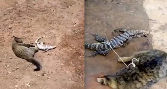 بالفيديو..هلع قط بعد ربطه بحيوان " الورل "