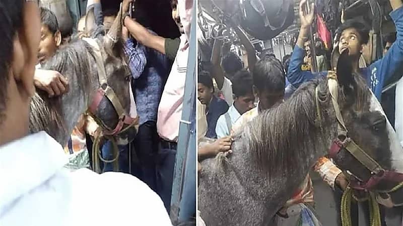 فيديو مثير للضحك لحصان يركب قطار