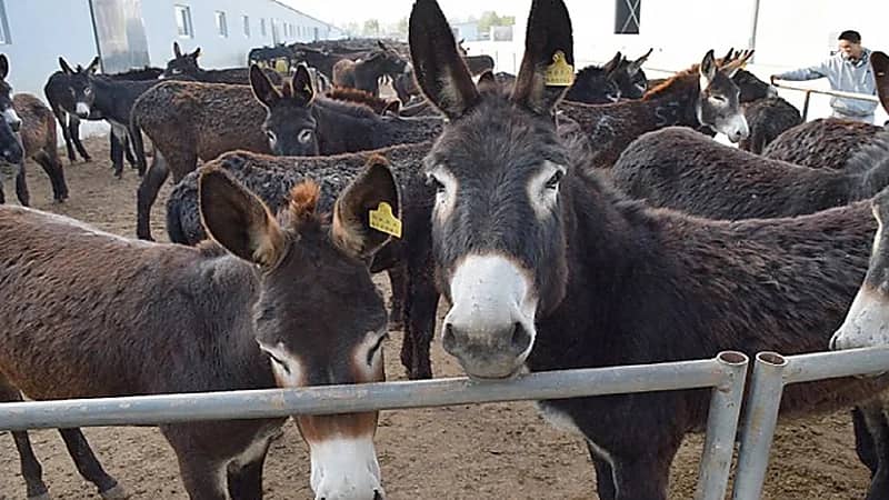 جمعية خيرية لإسعاد الحمير لأول مرة !