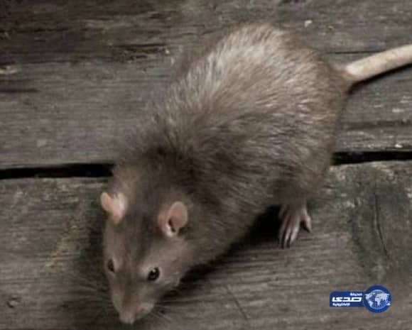 شاهد.. جريان السيول في حفر الباطن وسط موجة برق ورعد