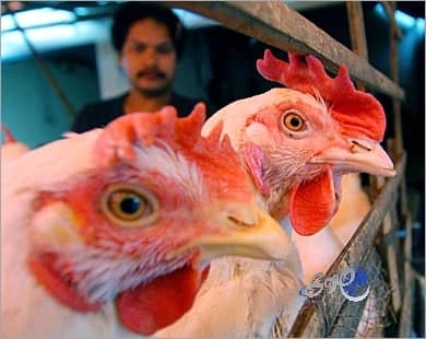 علماء صينيون يكتشفون فيروس أنفلونزا الطيور 