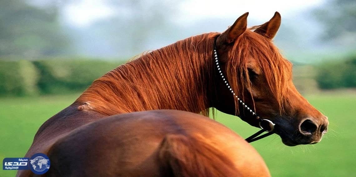 بالفيديو..حصان يتحول إلى جليس أطفال