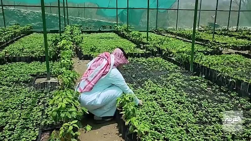 بالفيديو.. مواطن ينشئ أكبر مشتل لأشجار البن بالمملكة