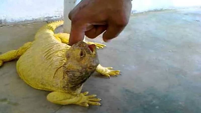 مختص يكشف طريقة فك عضة الضب (فيديو)