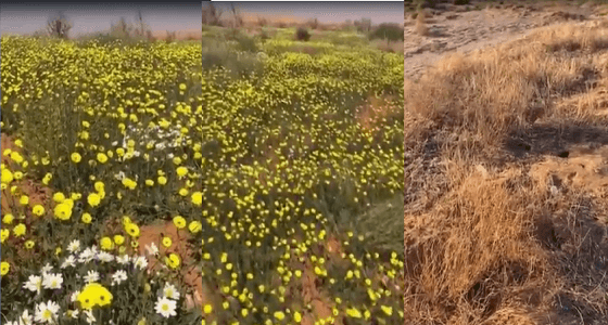 شاهد ... روضة السبله بمحافظة الزلفي تتحول لأرض جرداء