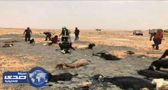 بالصور.. المدني ينقذ اغنام علقت بالقار في الأحساء