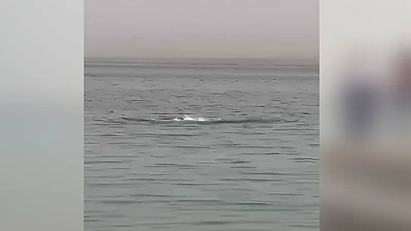 سمكة قرش تبتلع سائح بمياه الغردقة .. فيديو