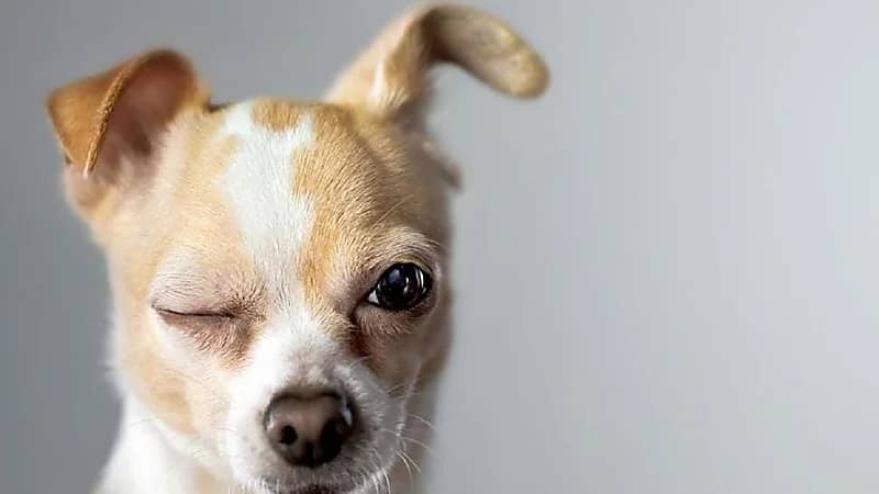 سر إمالة الكلاب لرؤوسها عند التحدث معها