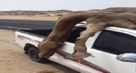 " استقر داخلها ".. نجاة قائد مركبة بعد اصطدامه بجمل سائب (فيديو)
