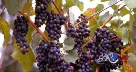 العنب الأحمر يقي من فقدان حاسة السمع