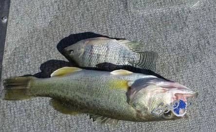 يحاكم بتهمة قتل سمكة زميلته