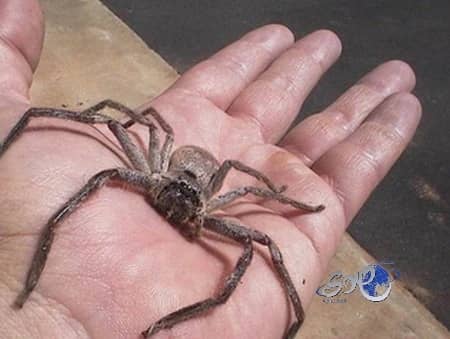 عنكبوت ضخم يطلق أجهزة الإنذار في متحف