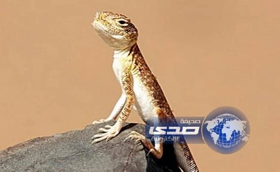 صعيدي يبيع سحلية لسائح على أنها ديناصور