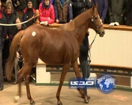 محمد بن راشد يشتري فرساً بـ 7 ملايين دولار لحملها مهرة من الحصان "فرانكل"