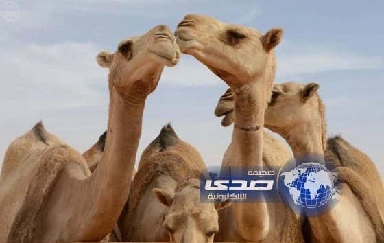 لجنة التحكيم تصنف " 8 " رعايا من الإبل الحمر فئة "40" في أم رقيبة