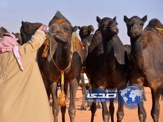  لجنة التحكيم في أم رقيبة تصنف 8 رعايا من الأبل المجاهيم فئة 40  