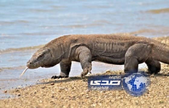 5 مخلوقات تتكاثر بلا اتصال جنسي