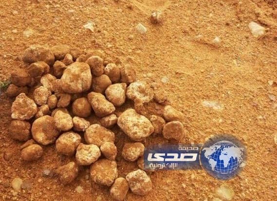 "الفقع" يظهر بأحجام مختلفة شرق مدينة عرعر