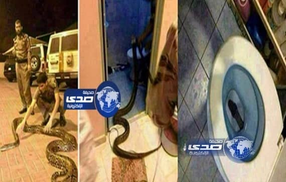 بالصور:ثعبان ضخم يخرج من مرحاض  منزل في المدينة المنورة يثير الذعر