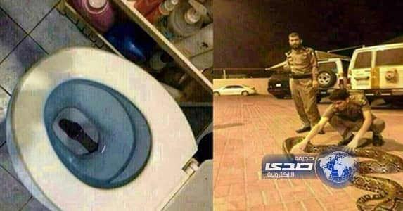 المالكي لـ"صدى":الثعبان الضخم هرب من البرد بحثاً عن الدفء وبمقدوره ابتلاع طفل بالكامل