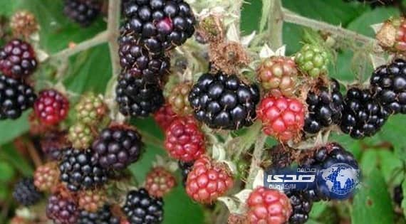 التوت يعالج الضعف الجنسي عند الرجال!