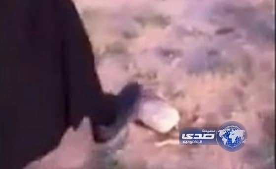 بالفيديو : ثعبان يفاجئ شاب يبحث عن الفقع 
