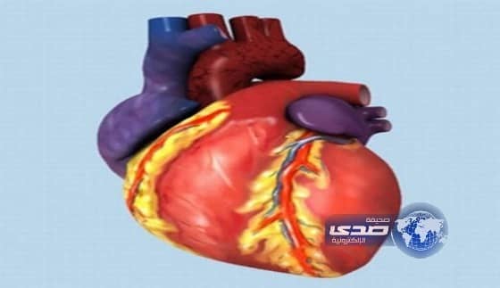 قلب الإنسان يولد طاقة فى ساعة تساوى رفع طن أحمال 