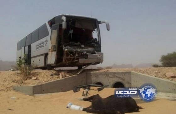 جمل سائب يعترض طريق حافلة ويستقر بين الركاب